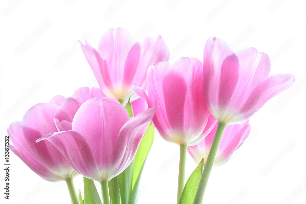 tenderly pink tulips