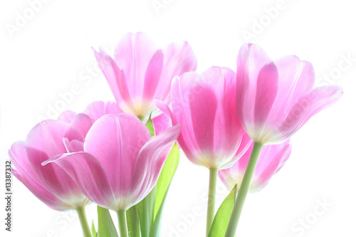 tenderly pink tulips