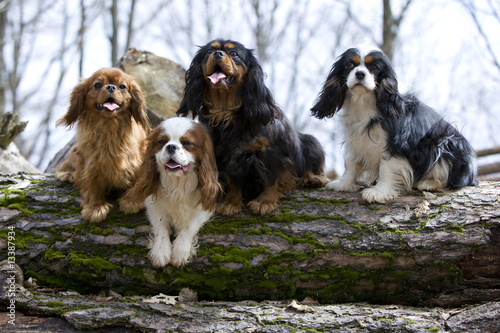 quatre chiens ensemble grimpés sur un tronc d'arbre couché