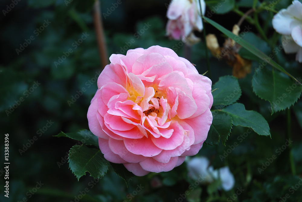 róża, rose
