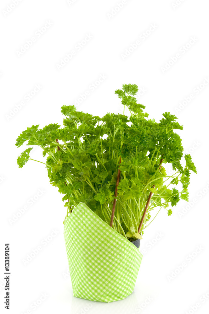 Parsley Parsley