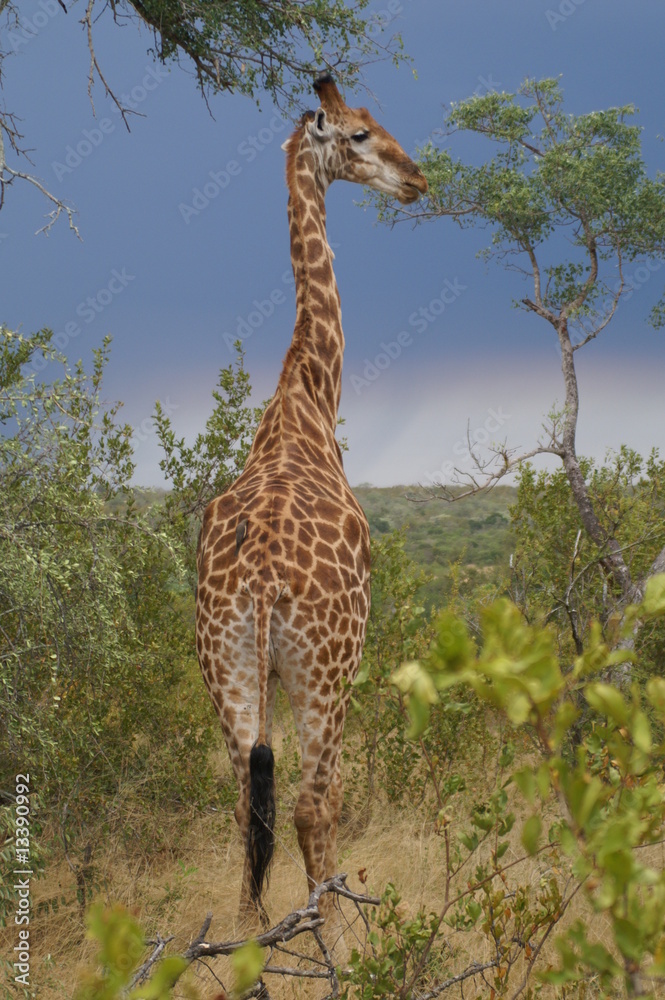 Obraz premium Giraffe