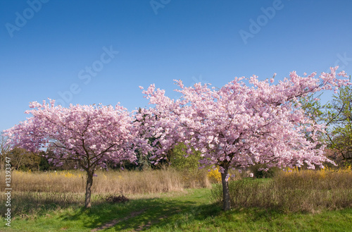 cherry tree in bloom