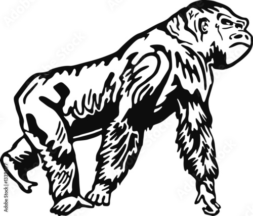 Gorilla