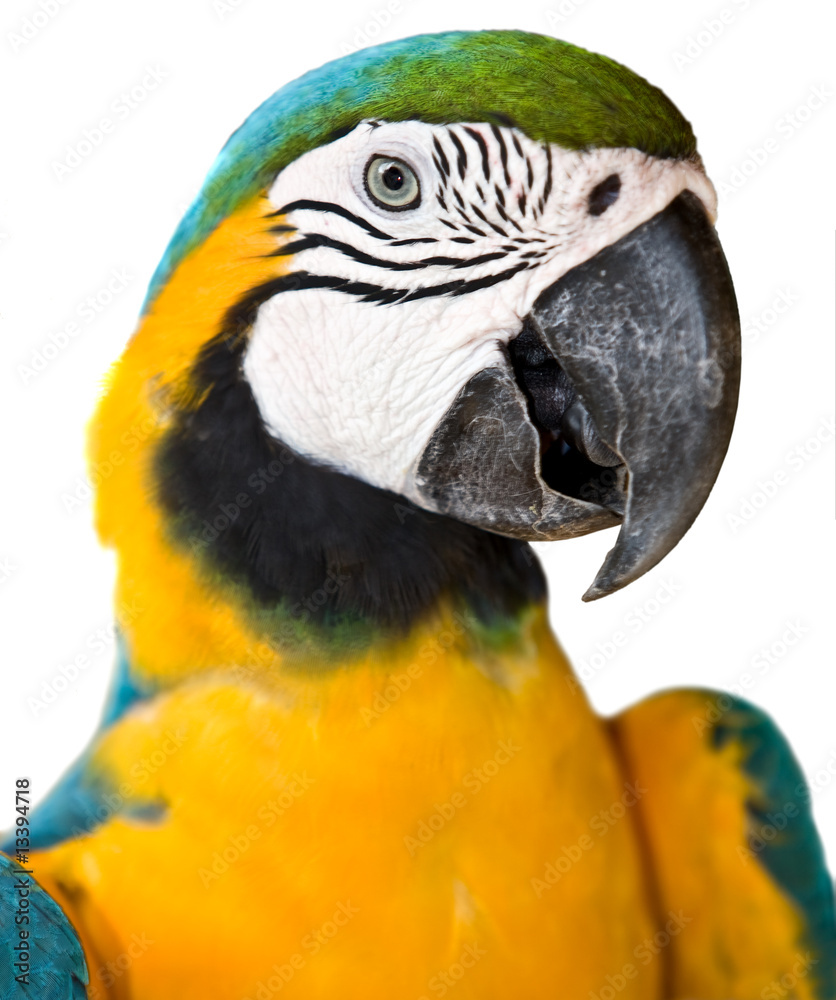 Fototapeta premium Portrait of tropical wild parrot.