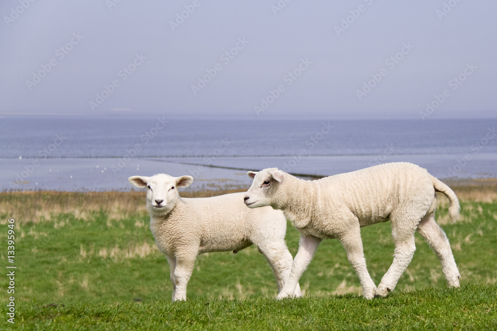 Fototapeta premium Lamm auf dem Deich