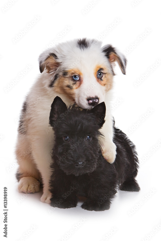 Obraz premium Australian Shepherd puppy and Scottish terrier