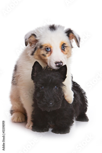 Australian Shepherd puppy and Scottish terrier