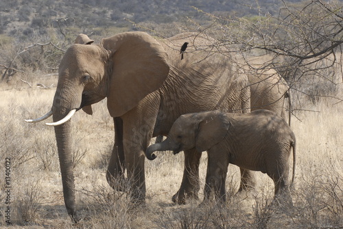 African Bush Elephant  Loxodonta africana  at Samburu park