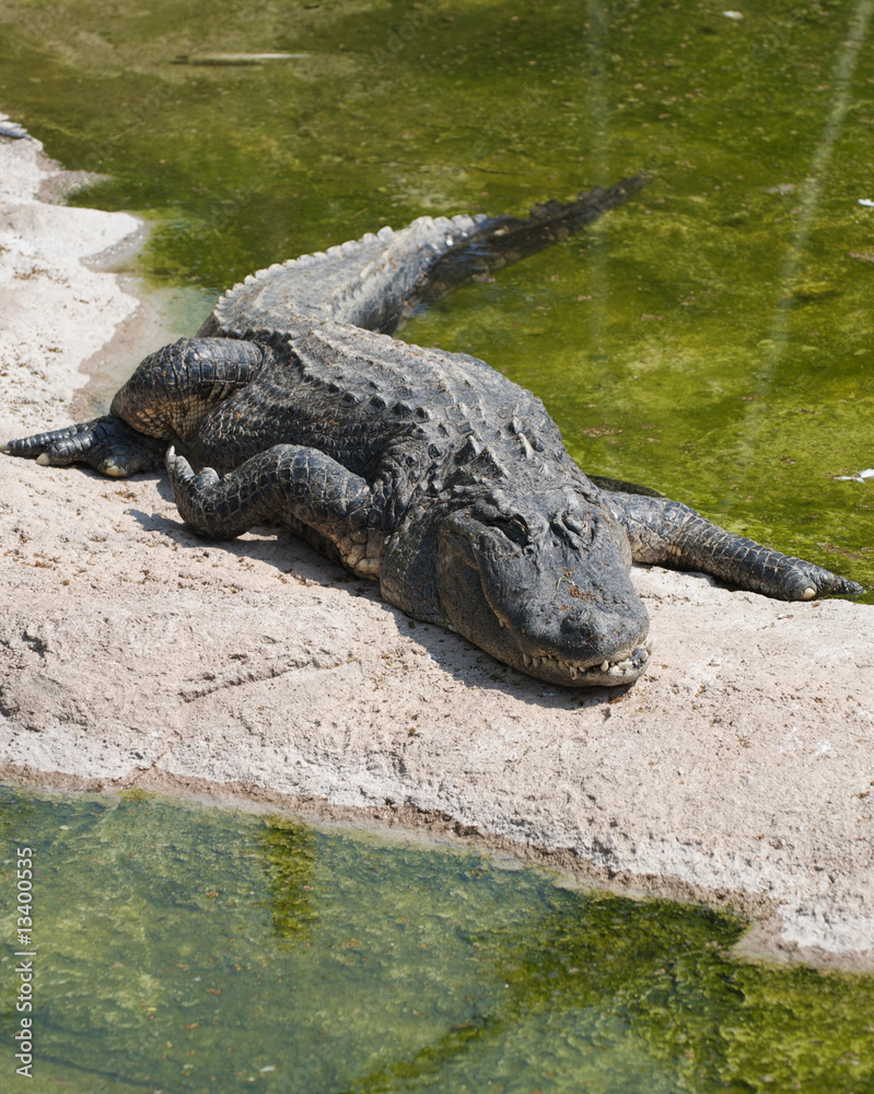 Alligatore del mississipi - Alligator Mississipiensis Alligatore del mississipi - Alligator Mississipiensis