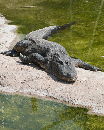 Alligatore del mississipi - Alligator Mississipiensis