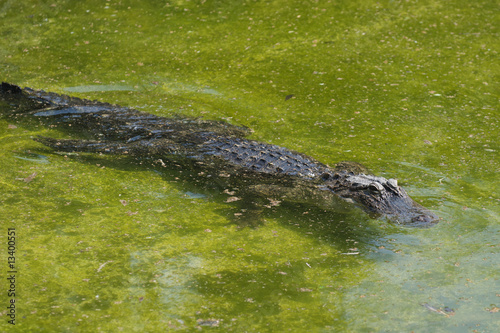 Alligatore del mississipi - Alligator Mississipiensis photo