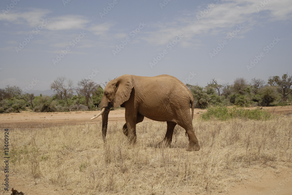 African Bush Elephant (Loxodonta africana) at Samburu park African Bush Elephant (Loxodonta africana) at Samburu park