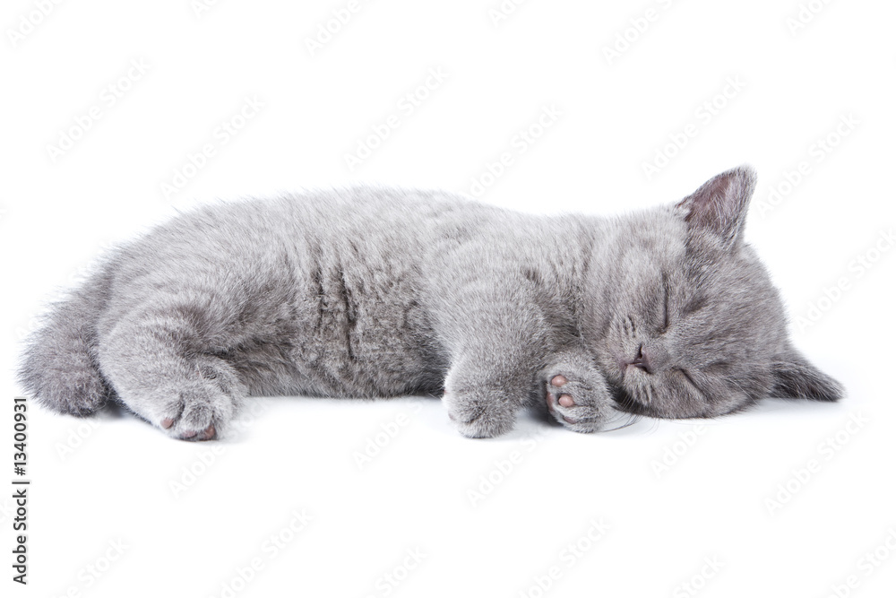 Fototapeta premium British kitten on white background