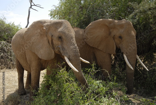 African Bush Elephant  Loxodonta africana  at Samburu park