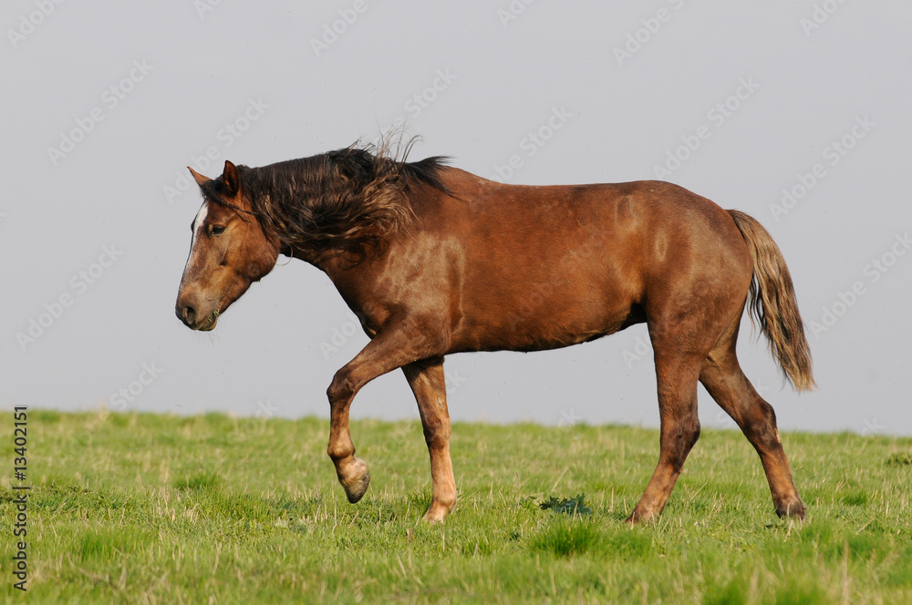 the horse go home the horse go home