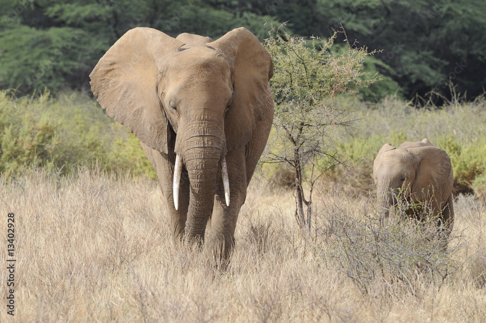 African Bush Elephant (Loxodonta africana) at Samburu park