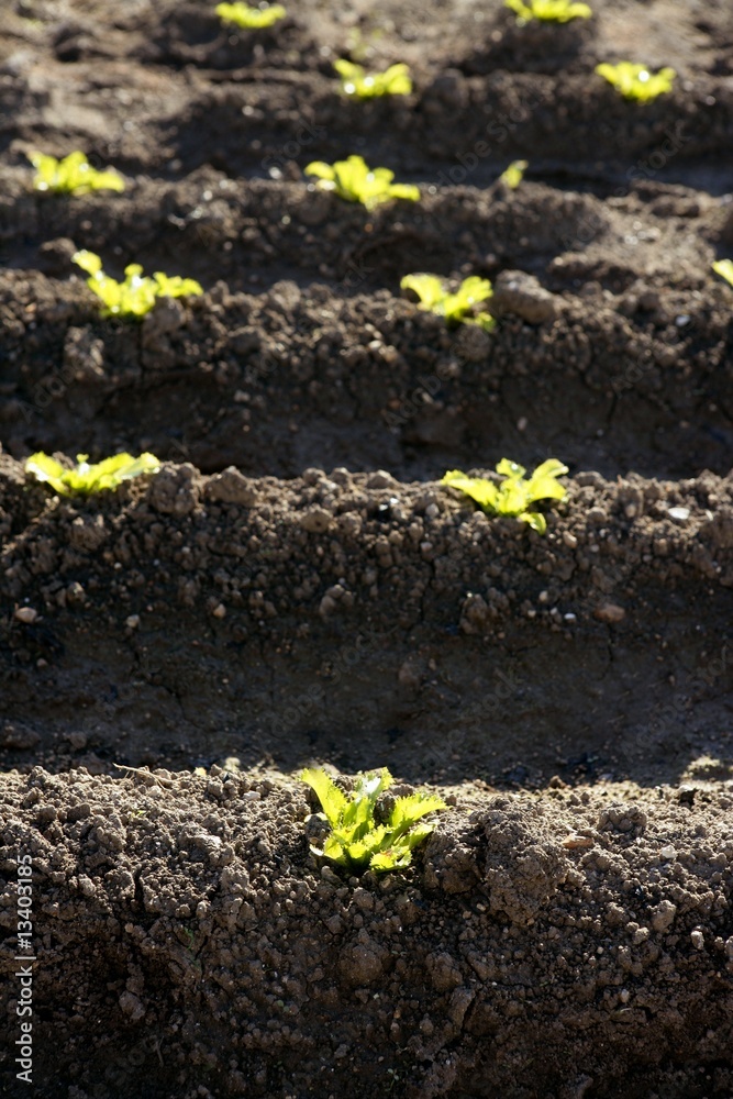 Lettuce sprouts field, green vegetable outbreaks Lettuce sprouts field, green vegetable outbreaks
