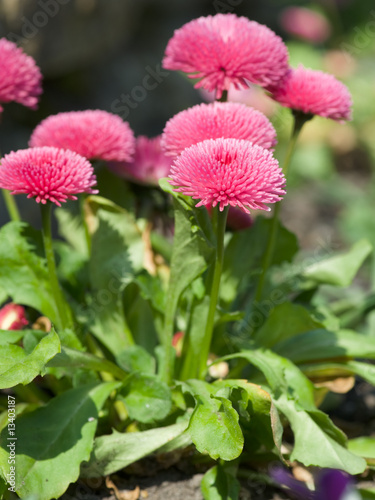 Bellis perennis