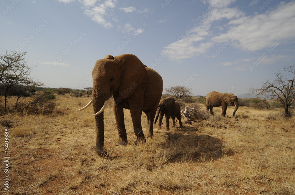 African Bush Elephant (Loxodonta africana) at Samburu park
