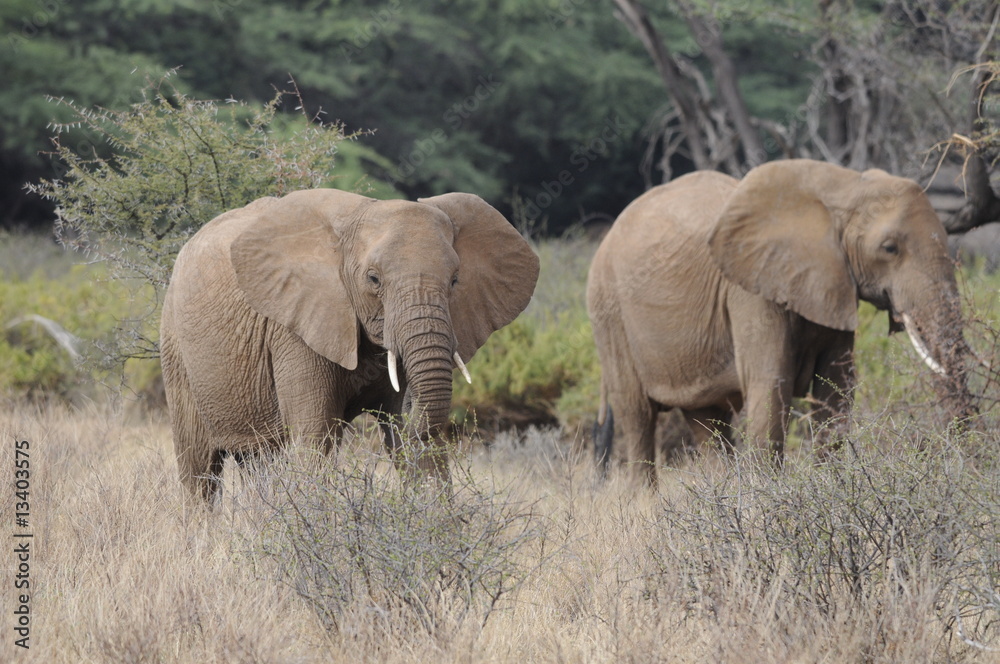 African Bush Elephant (Loxodonta africana) at Samburu park