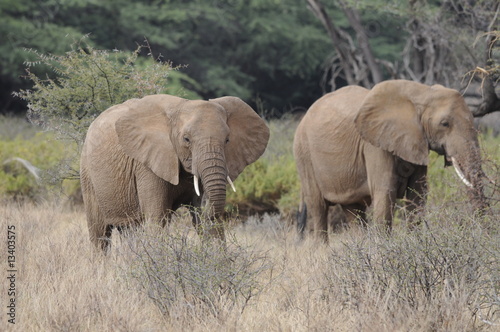 African Bush Elephant  Loxodonta africana  at Samburu park