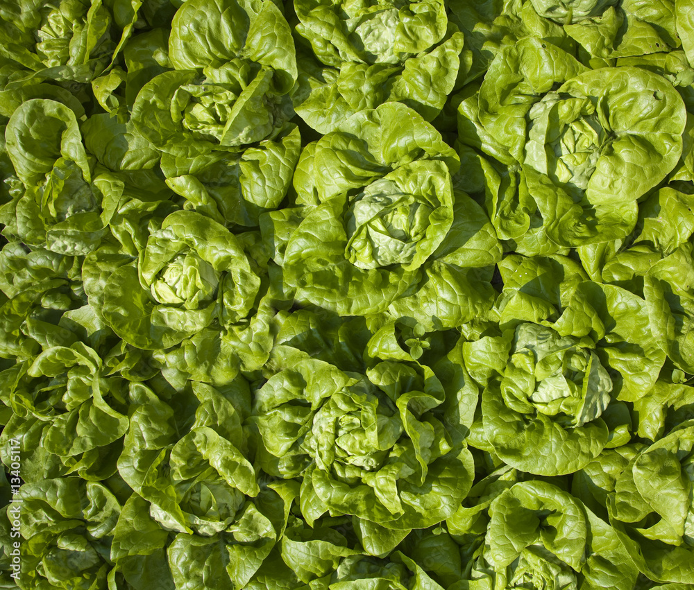 Fototapeta premium Salat
