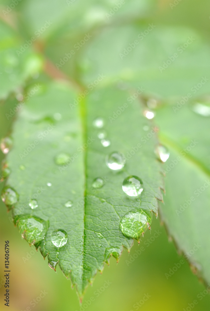 water drops on leaves water drops on leaves