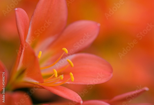 red clivea flower