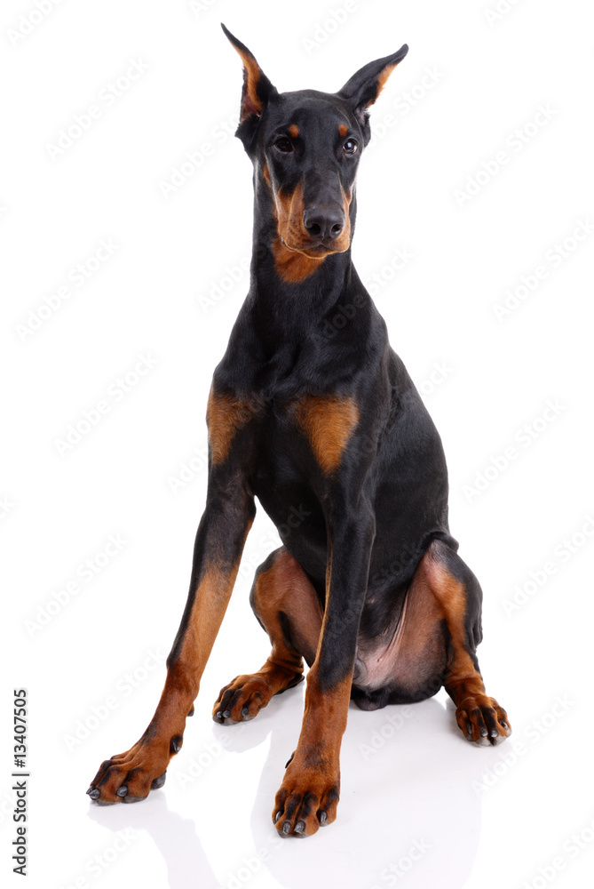 black and brown doberman on white background