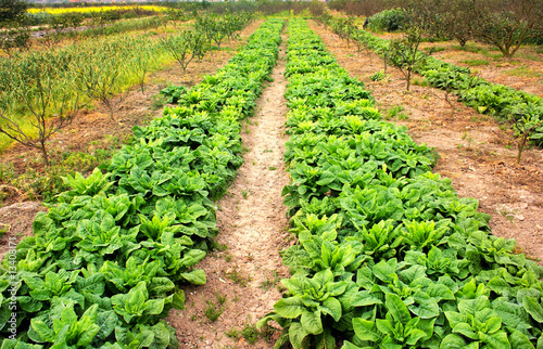 Green leaf Vegetable fields photo