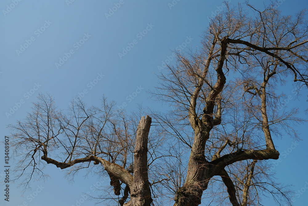 Alter Baum Alter Baum