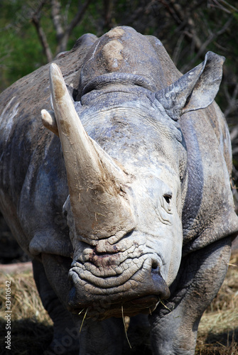 Face au rhinocéros blanc photo