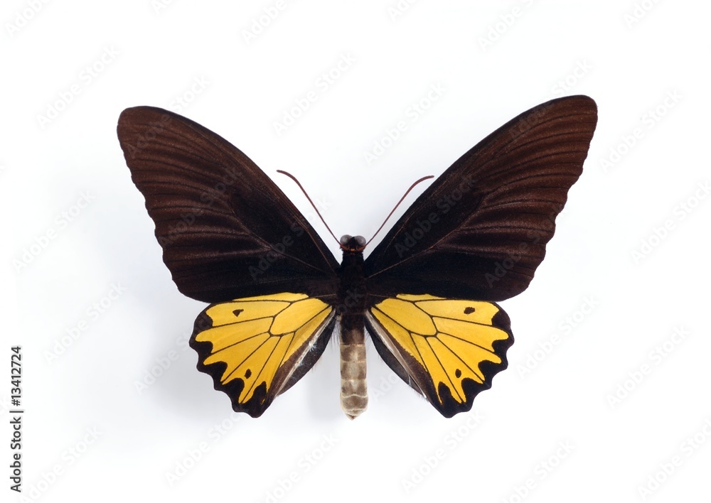 Fototapeta premium Troides helena