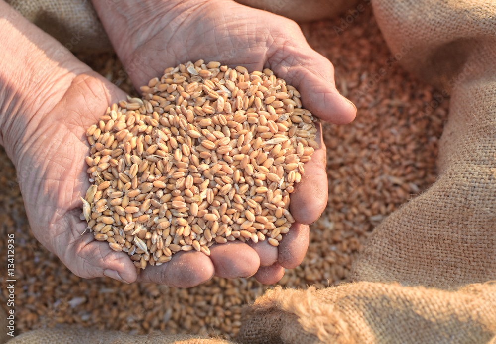 Wheat and hands of the old farmer Wheat and hands of the old farmer