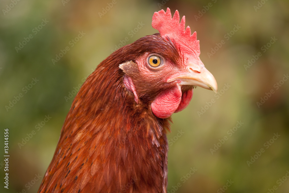 Chicken Head