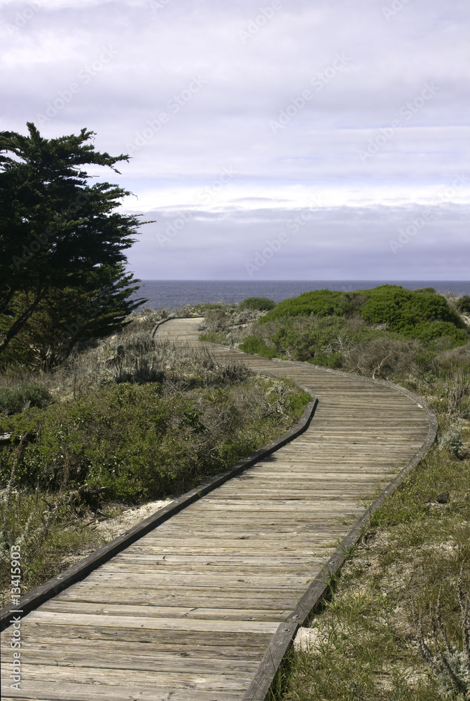Boardwalk and Monterey cypress (Cupressus macrocarpa) vertical