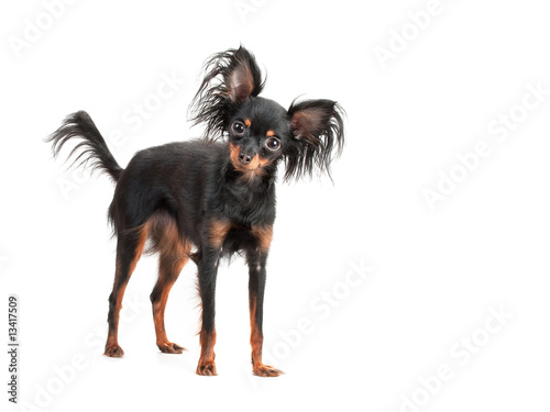 Photography Female of Moscow long-haired toy terrier