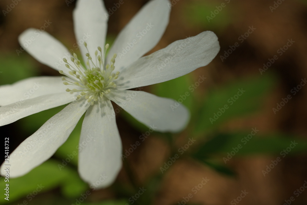 Fototapeta premium 野に咲く