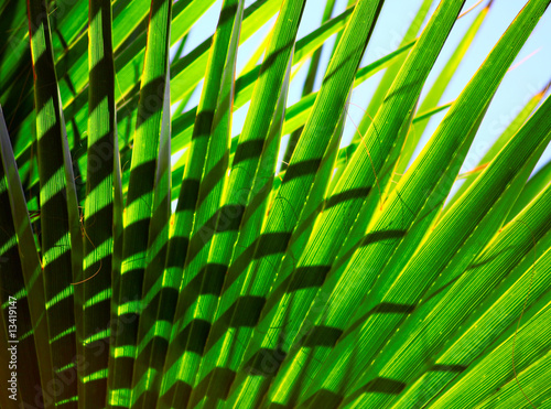 palm leaves