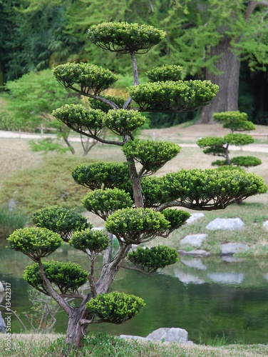 Arbre taillé