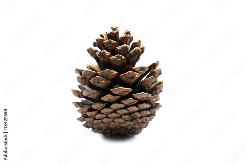 isolated pine cone on white background isolated pine cone on white background