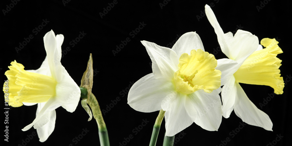 jonquil