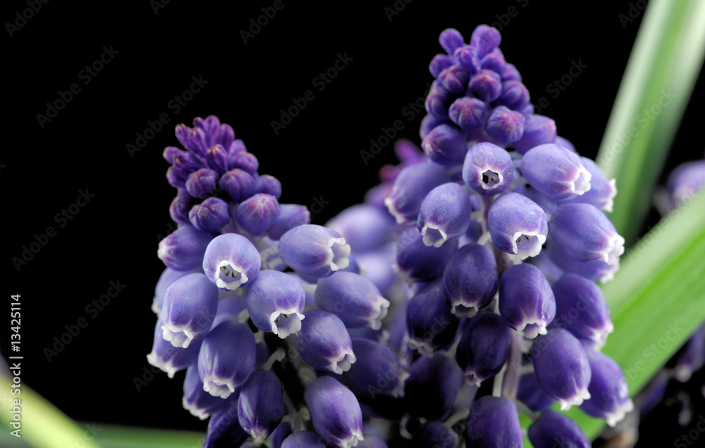muscari muscari