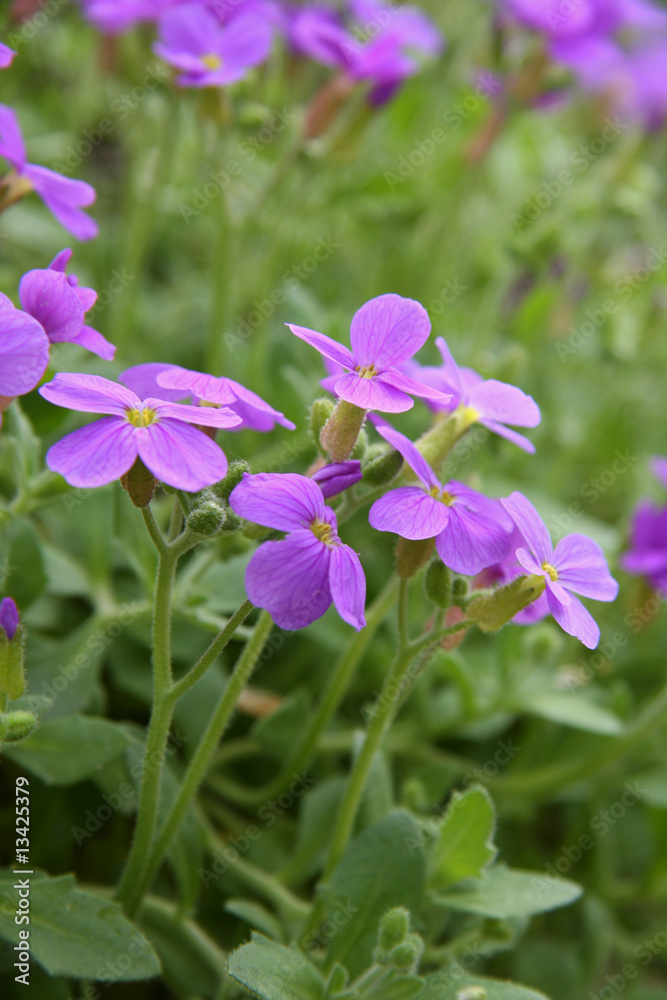 Obraz premium fleur de rocaille aubriette