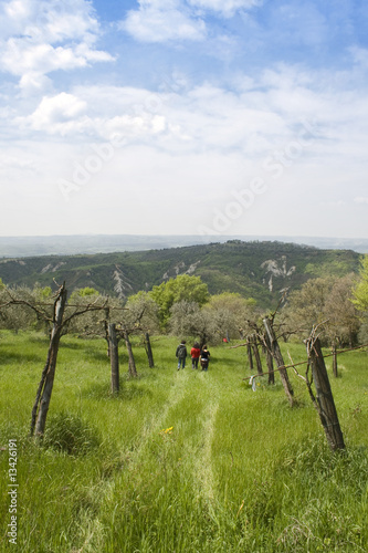 walking in the vineyard - Umbria (IT)