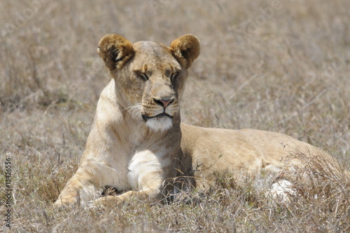 Lioness (Panthera leo), sleeps at Samburu park, Kenya