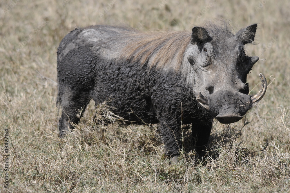 Common Warthog (Phacochoerus africanus), Kenya Common Warthog (Phacochoerus africanus), Kenya