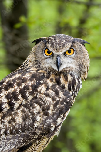 European Eagle Owl