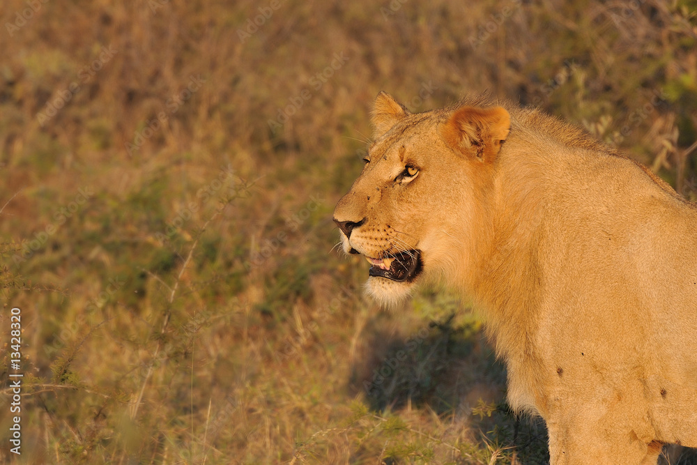 Naklejka premium Lion in The Sun
